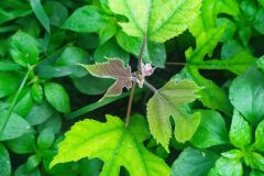 Broussonetia papyrifera_Carles Rodriguez CC BY-NC