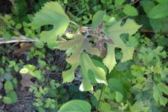 Broussonetia papyrifera_Pere Barnola CC BY-SA