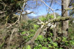 Broussonetia papyrifera_Pere Barnola CC BY-SA