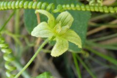 Bryonia cretica dioica_Anna Llandrich