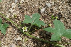 Bryonia cretica dioica_Katarzyna Zarnowiec CC BY-SA