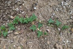 Bryonia cretica dioica_Katarzyna Zarnowiec CC BY-SA