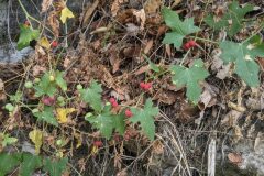 Bryonia cretica dioica_Katarzyna Zarnowiec CC BY-SA