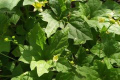 Bryonia cretica dioica_Merce Vallicrosa CC BY-NC