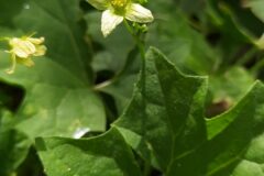 Bryonia cretica dioica_Merce Vallicrosa CC BY-NC