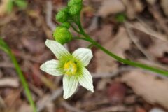 Bryonia cretica dioica_Merce Vallicrosa CC BY-NC