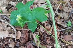 Bryonia cretica dioica_Merce Vallicrosa CC BY-NC