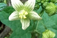 Bryonia cretica dioica_Neus Julia CC BY-SA