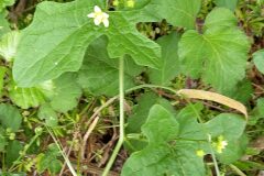 Bryonia cretica dioica_Neus Julia CC BY-SA