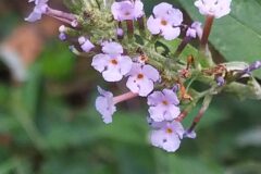 Buddleja davidii_Merce Vallicrosa CC BY-NC