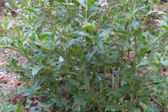 Buddleja davidii_Merce Vallicrosa CC BY-NC