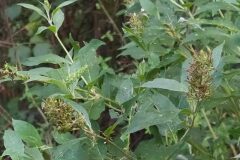 Buddleja davidii_Merce Vallicrosa CC BY-NC