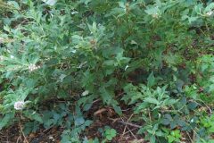 Buddleja davidii_Merce Vallicrosa CC BY-NC