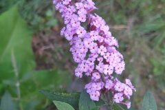 Buddleja davidii_Merce Vallicrosa CC BY-NC