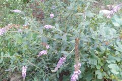 Buddleja davidii_Merce Vallicrosa CC BY-NC