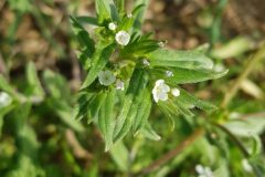 Buglossoides arvensis arvensis_Roger Vila CC BY-NC