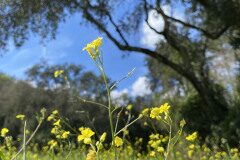 Bunias erucago_Ivet Costa