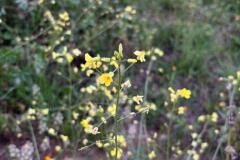 Bunias erucago_Jordi Bassi