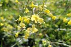 Bunias erucago_Jordi Bassols CC BY-NC SA