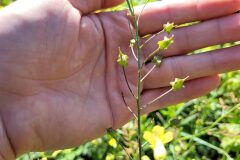 Bunias erucago_Jordi Bassols CC BY-NC SA
