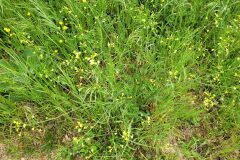 Bunias erucago_Jordi Bassols CC BY-NC