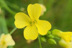 Bunias erucago_Jordi Bassols CC BY-NC