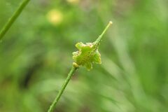 Bunias erucago_Jordi Bassols CC BY-NC