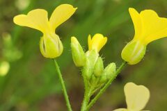 Bunias erucago_Jordi Bassols CC BY-NC