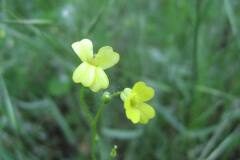 Bunias erucago_Jordi Puyelo