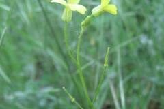 Bunias erucago_Jordi Puyelo