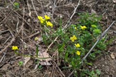 Bunias erucago_Katarzyna Zarnowiec CC BY-SA