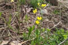 Bunias erucago_Katarzyna Zarnowiec CC BY-SA