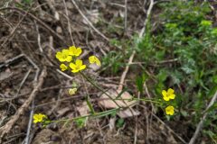 Bunias erucago_Katarzyna Zarnowiec CC BY-SA