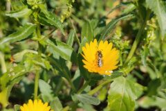 Calendula arvensis_Eden Ramirez