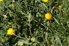 Calendula arvensis_Jaume Marti CC BY-NC