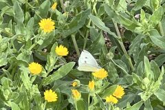 Calendula arvensis_Joan Alis
