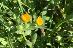 Calendula arvensis_Joanjo Garcia CC BY-NC