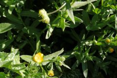 Calendula arvensis_Jordi Puyuelo CC BY-NC