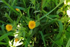 Calendula arvensis_Jordi Puyuelo CC BY-NC