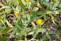 Calendula arvensis_Josep Maspoch CC BY-NC