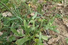 Calendula arvensis_Katarzyna Zarnowiec CC BY-SA