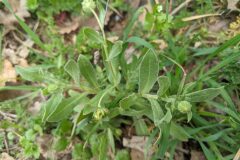 Calendula arvensis_Katarzyna Zarnowiec CC BY-SA