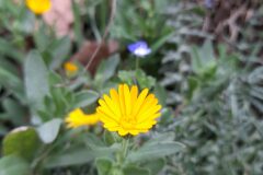 Calendula arvensis_Marc Rovira CC BY-NC