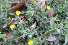 Calendula arvensis_Marc Rovira CC BY-NC