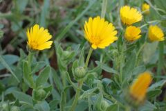 Calendula arvensis_Merce Vallicrosa CC BY-NC