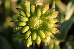 Calendula arvensis_Merce Vallicrosa CC BY-NC