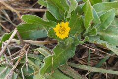 Calendula arvensis_Merce Vallicrosa CC BY-NC