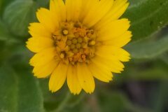 Calendula arvensis_Merce Vallicrosa CC BY-NC