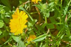 Calendula arvensis_Montserrat Garcia