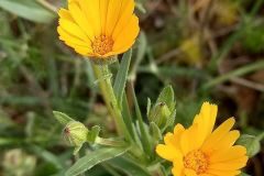 Calendula arvensis_Neus Julia